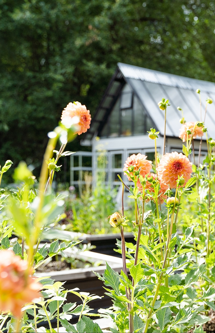 Garden view of a green house